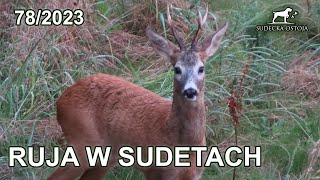 SUDECKA OSTOJA 782023 Ruja w Sudetach Czas start Roebuck hunting jagd chasse caza [upl. by Nnylakcaj]