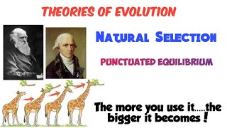 Theories of evolution  Lamarck  natural selection law of use and disuse [upl. by Tharp]