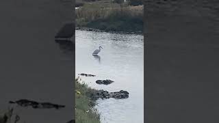 Rasping calls of a Snowy egret [upl. by Blinnie513]