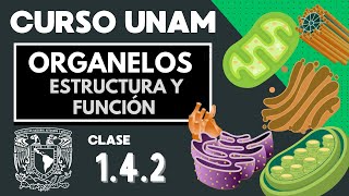 🌱 Organelos celulares Estructura y función  PARTE 2  Examen UNAM  Biología  La célula [upl. by Pryce122]