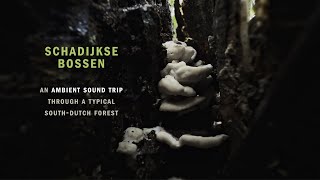 Matthew Florianz  Schadijkse Bossen  Ambient Sound Trip [upl. by Kimbell470]