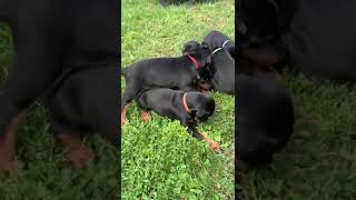 Doberman puppies playing with each other doberman dog puppy [upl. by Gaby]