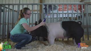 Show Pig How to Tame Your Show Pig [upl. by Elocal]