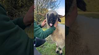 Sunday lovin❤️ valais valaisblacknosesheep farming sheepfarming farm farmlife sheepdog sheep [upl. by Dahc]