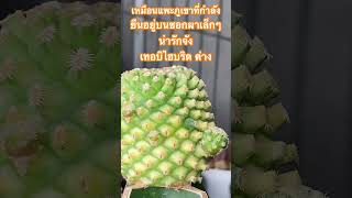 เหมือนแพะภูเขาที่กำลังยืนอยู่บนซอกผาเล็กๆ น่ารักจัง Turbinicarpus hybrid variegated Cactus เทอบิด่าง [upl. by Camellia205]