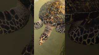 Hawksbill Turtle 🐢  World of Turtles shorts turtles turtlelife turtlerescue letstravelwithdni [upl. by Siver778]