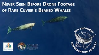 Never before seen drone footage of Cuviers Beaked Whales [upl. by Urbani]