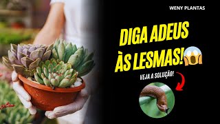 Lesmas destruindo suas plantas Resolva agora 🌱🐌 segundoweny [upl. by Garrick]