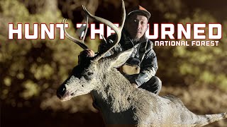 Hunt The Burned National Forest  GIANT Blacktail Buck viralvideo 2024shorts viralshorts [upl. by Veronike]