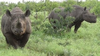 Black Rhino A Very Close Encounter in the Kruger National Park South Africa [upl. by Suissac374]