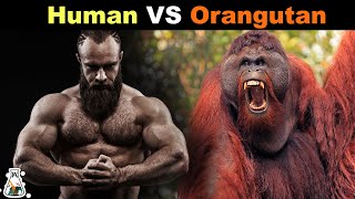 How Strong is an Orangutan Compared to a Human [upl. by Amuwkuhc126]