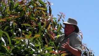 Training Avocado Trees part 2 Keeping trees smaller [upl. by Haerb]