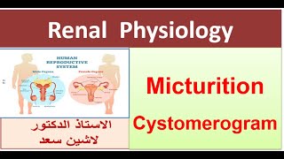 Micturition Reflex  Cystometrogram  Part 2 [upl. by Siuluj]