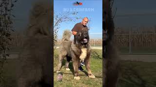 Caucasian Shepherd vs Pitbull The Ultimate Breed Battle 🐾🐶 shorts pitbull caucasian [upl. by Dewees266]