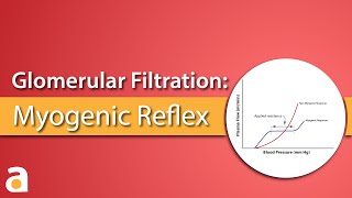 Glomerular Filtration Myogenic Reflex Autoregulation [upl. by Hume]