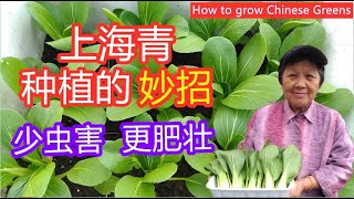 青江菜如何种植 上海青 青菜  油菜  种植的妙招和管理，减少虫害，令它更肥壮，更鲜甜 [upl. by Bentlee]