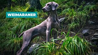 Weimaraner Facts All about the breed [upl. by Naerda378]