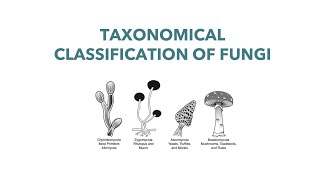 Medical Mycology Taxonomical Classification of Fungi [upl. by Wymore]