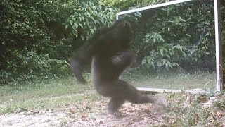 Chimps Attacks Mirror Reflections [upl. by Kreegar]