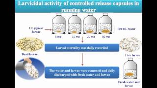 Toxicity larvicides released from chitosan capsules against C pipiens  Video abstract 108881 [upl. by Onit]