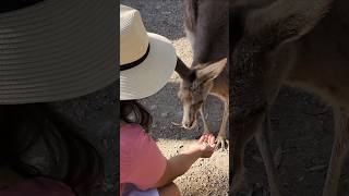 Lets feed some kangaroos indonesian australia travel animal [upl. by Wheeler]