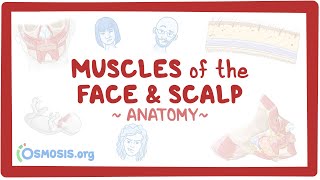 Muscles of the face and scalp Anatomy [upl. by Anirad]