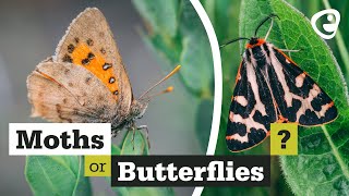 Whats the difference between Moths and Butterflies [upl. by Tabb]