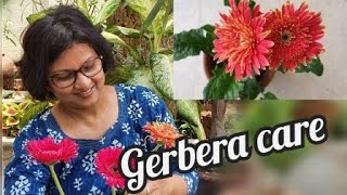 how to take care of Gerbera Daisy in summer a complete guide to grow it successfully [upl. by Auqenet]