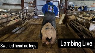 Lambing live footage lamb with massive head and no legs farm farming lambs tractors cows [upl. by Areema]