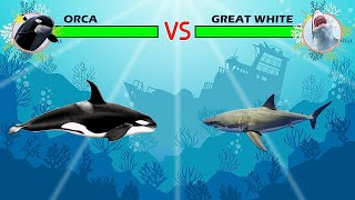 Killer Whale Orca Vs Great White Shark [upl. by Brendin]