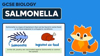 Salmonella  Bacterial Diseases  GCSE Biology [upl. by Leverett]