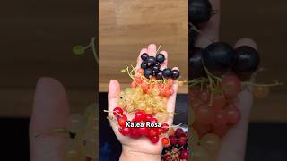 Jenis2 currant asmr fruit garden redcurrant [upl. by Puritan354]