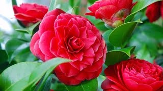 422Camelia ko ghar pr kaise lagayeHow to grow and care Camelia [upl. by Wun]