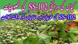 BT Cotton Seed VarietySS102  High yieldheat tolerance small boll developed by Saeem Seeds [upl. by Eziechiele987]