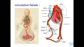 embryologie de système veineux Partie 1 [upl. by Riatsala]