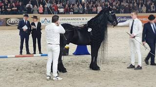 King👑 of the stallions JASPER 366 The one and only 😍 Friesian Horse [upl. by Anastasius]