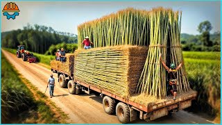 30 AMAZING Fastest Chainsaw Machines For Harvesting Bamboo Working At Another Level [upl. by Statis]