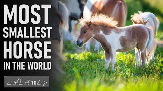 10 Smallest Horse in the World [upl. by Lenzi]