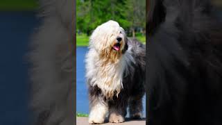 Old English Sheepdogs [upl. by Nylra]