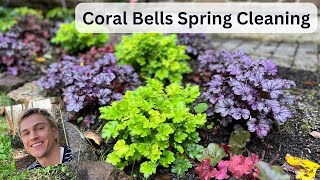 Heuchera Coral Bells Spring Cleaning [upl. by Dicky]