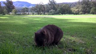 australian wombat in its usual habitat [upl. by Tombaugh]