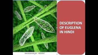 Description of euglena in hindi [upl. by O'Donnell]