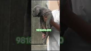 Neapolitan mastiff puppies available [upl. by Tremayne]