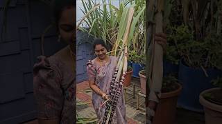 Black sugarcane harvesting నల్ల చెరకు sugarcane mygarden harvesting shortvideo gardening [upl. by Elvah]