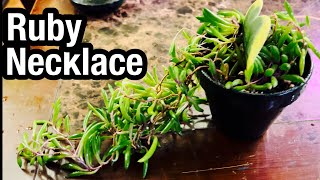 How to Propagate a Ruby Necklace Plant [upl. by Eyahs513]