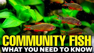 Best Freshwater Community Fish 🐠explained in 11 minutes [upl. by Adianez]