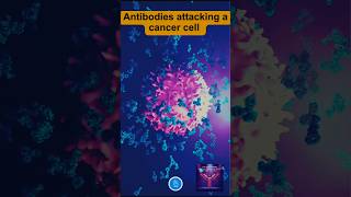 Antibodies Attacking a Cancer Cell Lymphocyte and Antibodies [upl. by Neellok]