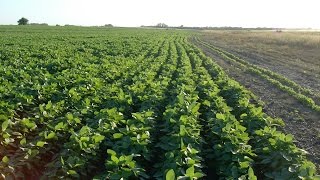 Cómo Cultivar Soya  Soja  Soybean  TvAgro por Juan Gonzalo Angel [upl. by Margaret]