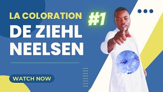 Introduction a la coloration de Ziehl Neelsen 1 [upl. by Triny3]