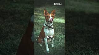 The Basenji The Dog That Doesnt Bark [upl. by Deonne]